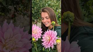 Download lagu I love dahlias now 🤩 mp3 Download lagu I love dahlias now 🤩 mp3
