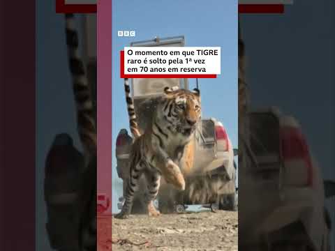 Momento em que tigre é solto pela 1ª vez desde extinção há 70 anos na Ásia Central