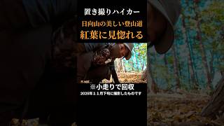 【名演技】山火事前、日向山の美しい紅葉を見ながら登山道を歩く #日向山 #山火事 #紅葉 #登山