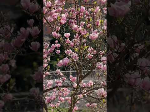 Bloom your Soul Like Flowers #flowers #spring #tree