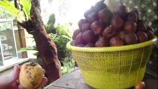 preview picture of video 'tour of coffee/fruit plantation, Bali'