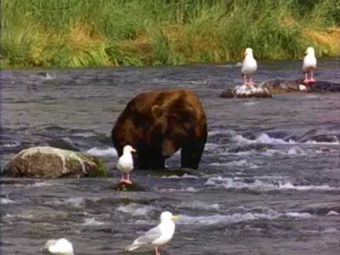 l'orso in cerca di cibo