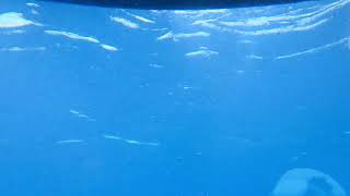 submarine at Hawaii..