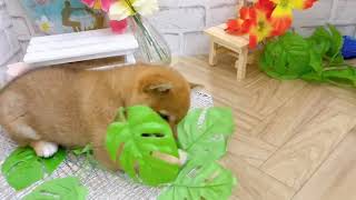 柴犬の動画02