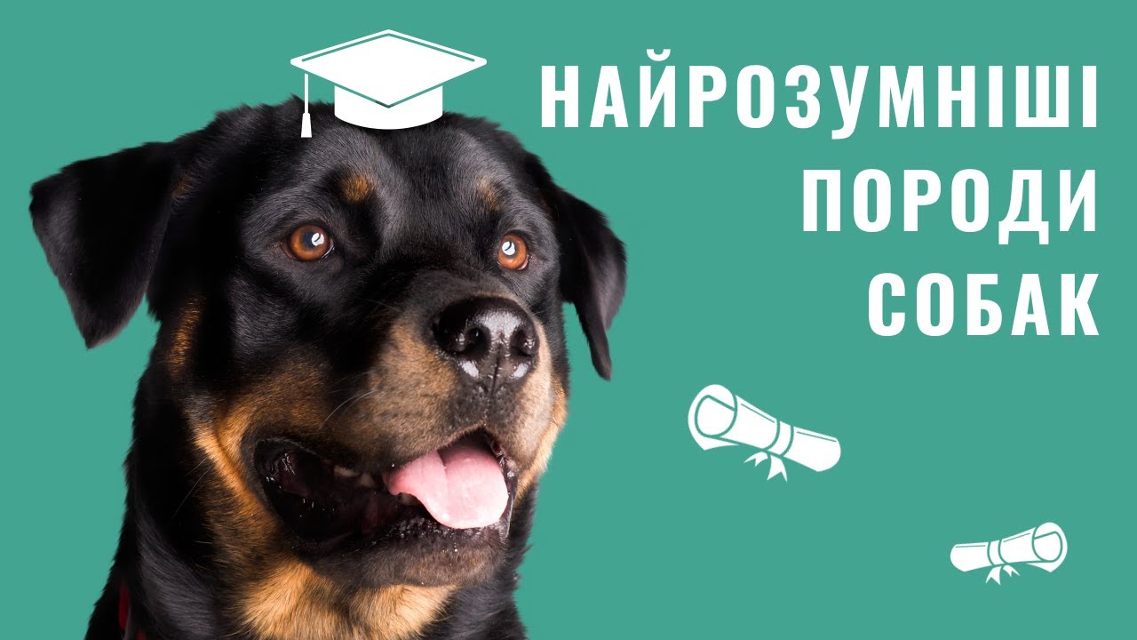 YouTube video preview