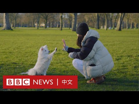 你會克隆你的寵物嗎- BBCニュース 中文 (你會克隆你的寵物嗎？－ BBC News 中文)