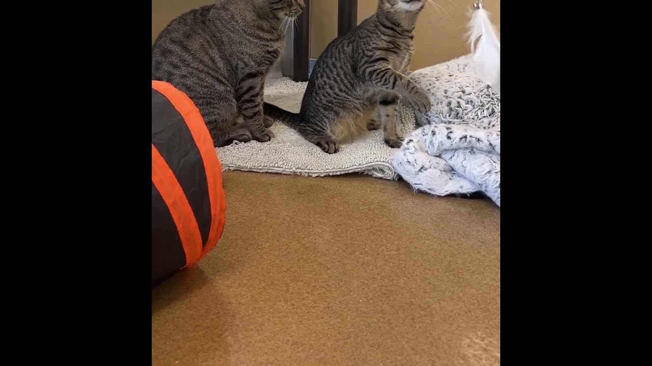 Enlarge Christopher & Willow Croissant, a Adopted Domestic Short Hair in Eatontown, NJ video 6/6