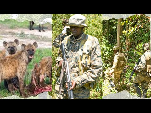 KWS ON THE HUNT! Deadly Hyenas Terrorize Njoro After Devouring 14-Year-Old Boy – VILLAGERS ANGRY!