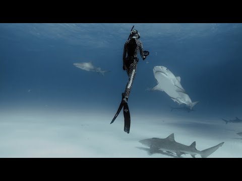 One Ocean Series How To Deter A Large Shark Part 1