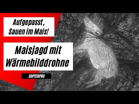 Aufgepasst, Sauen im Maisschlag! DJI Mavic 2 Enterprise Advanced mit Wärmebild bei der Drückjagd