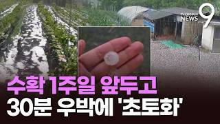 수확 일주일 앞둔 배추밭이 '쑥대밭'…초여름 우박에 농가 '망연자실' [뉴스9]