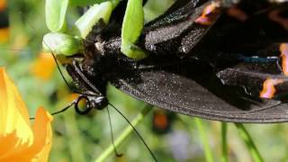 Praying Mantis eating a butterfly ... by KC Tsang