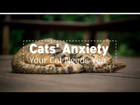 Why My Cat/Kitten is Sad (Cat Separation Anxiety: What Are The Causes, Signs and Possible Treatment)