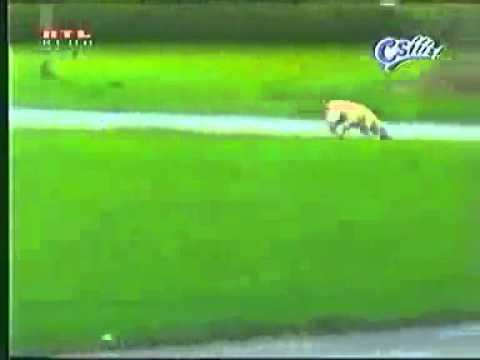 dog runs into brick mailbox