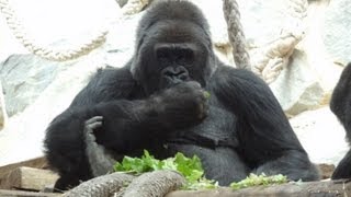 preview picture of video 'Zoo de St Martin la Plaine -  Le gorille'