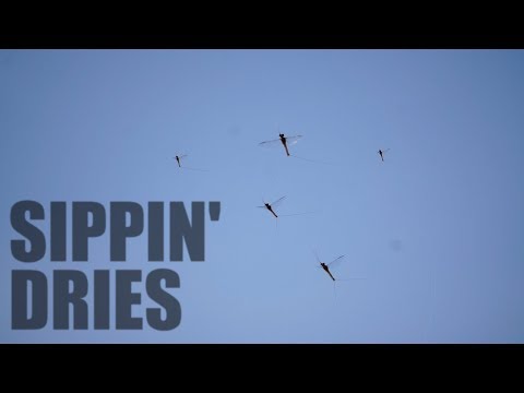 Dry Fly Action - Rising fish, Hatching Mayflies, and Great Memories on the Water