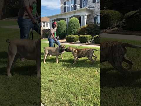 Adult Male Presa Canario Meets 11 Months Old Boerboel Pup For The 1st Time