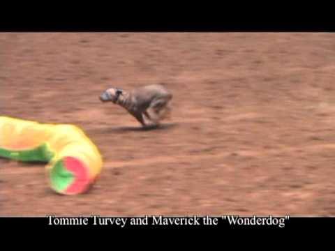 The longest beer fetch by Tommie Turvey dog, Maverick