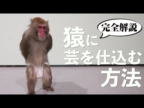 youtube-動物記事1970/01/01 09:00:00