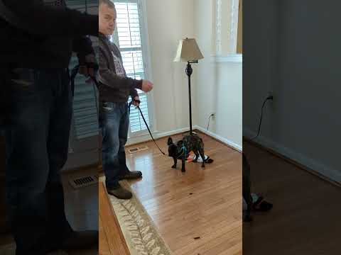 WMK9-Well Mannered K9 LLC video.