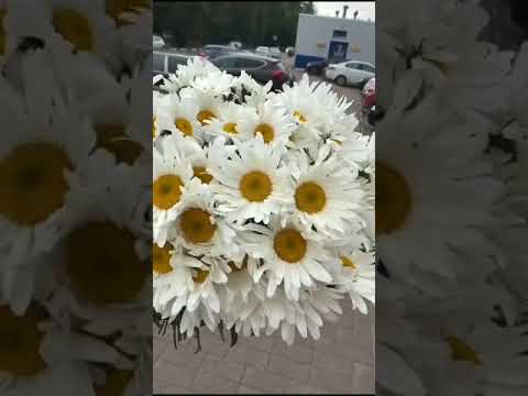 Букет Ромашки от Максфлора доставка цветов maxflora.ru #букет #доставкацветов #букеты #maxflora