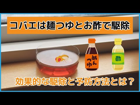 独自のショウジョウバエ捕獲器を作る: これが仕組みです トピックス