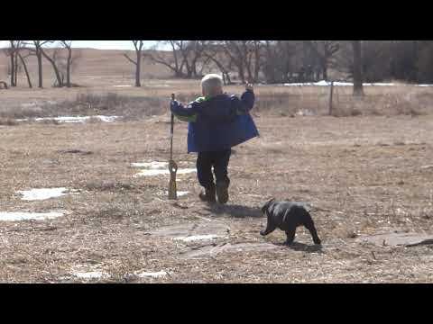 Puppies and a Young Boy