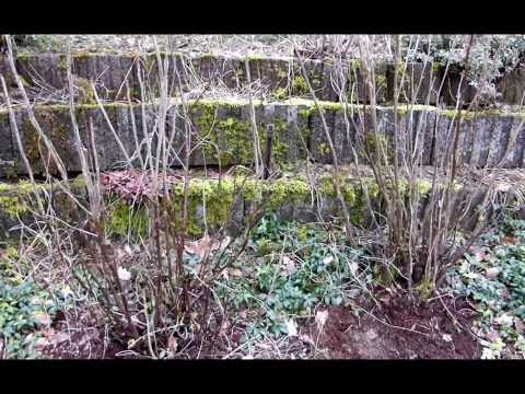 Johannisbeeren pflegen und schneiden