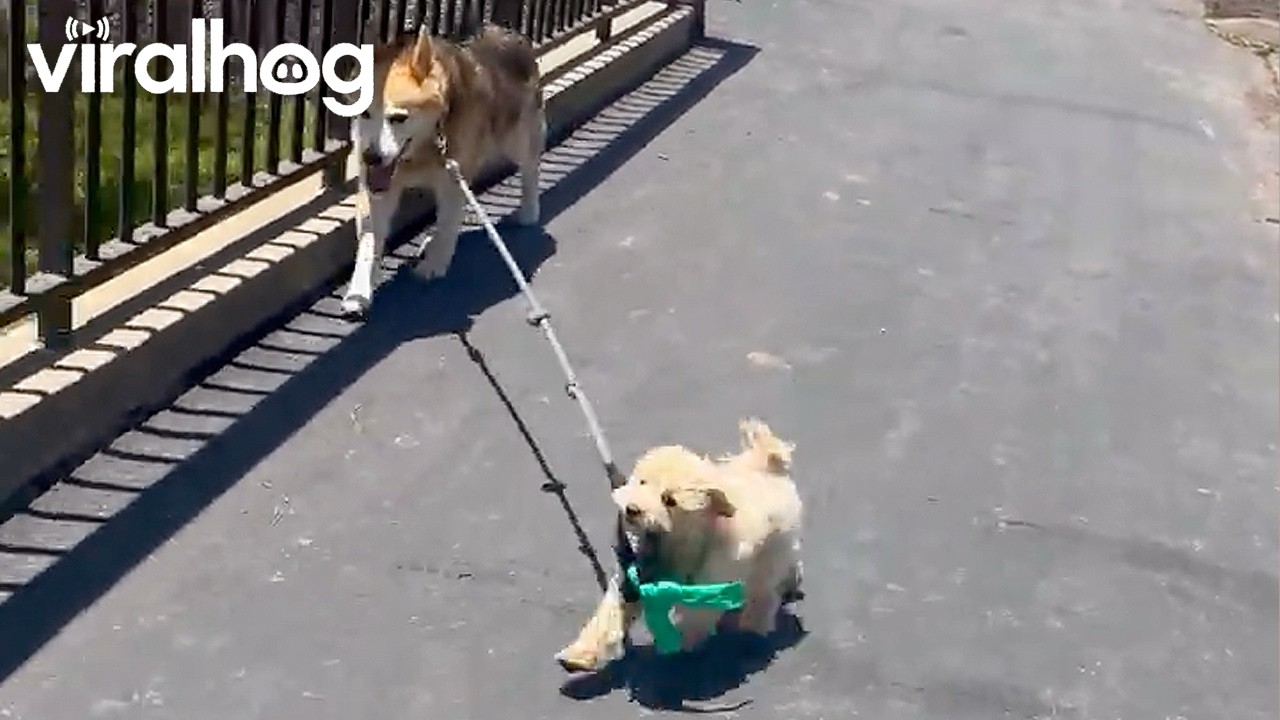 Lets Go for a Run || ViralHog