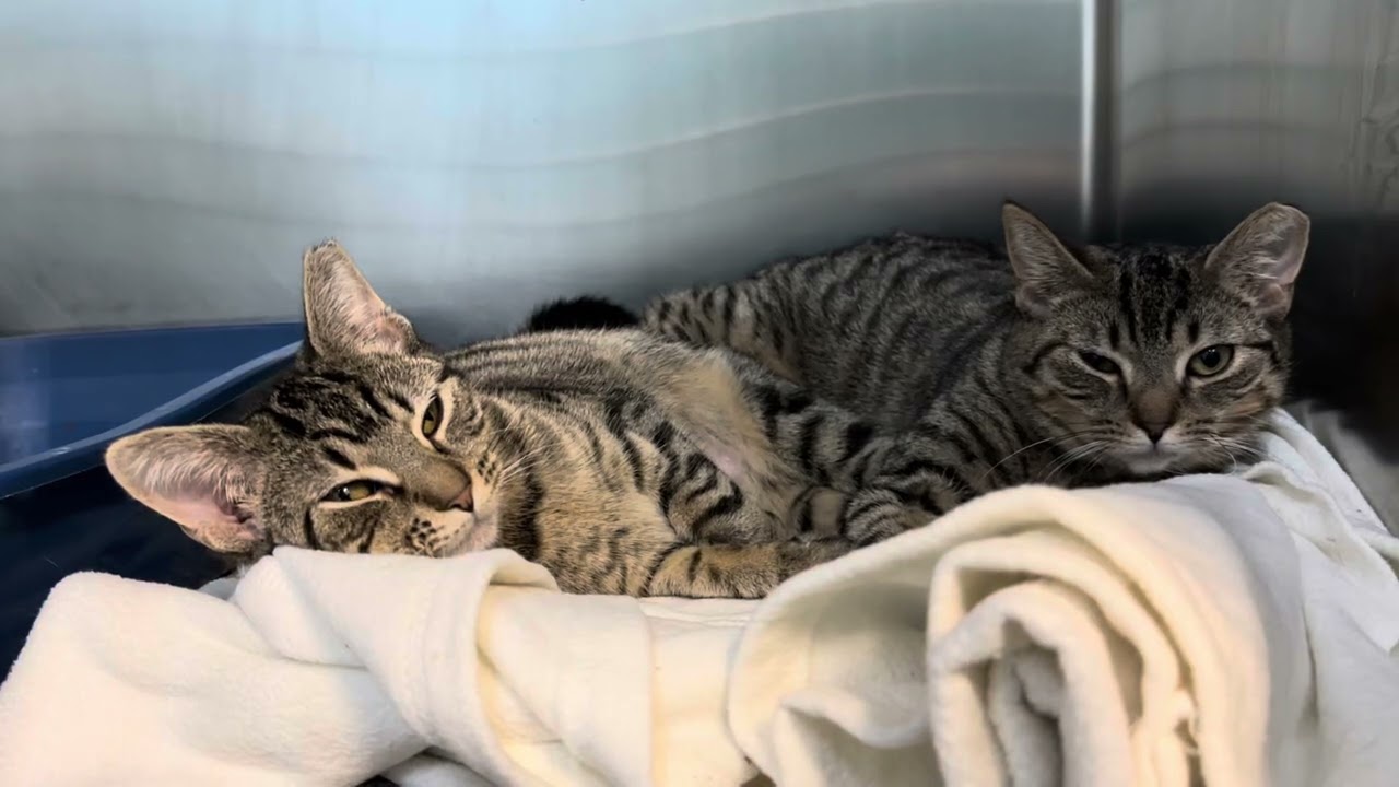 Enlarge Bambi & Faline , a Adoptable Domestic Short Hair in Clifton, NJ video 6/6