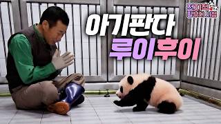 💜햇깡이부터 후극성까지🩷 루이후이의 그리운 아기 시절 몰아보기!  |  전할시 정주행