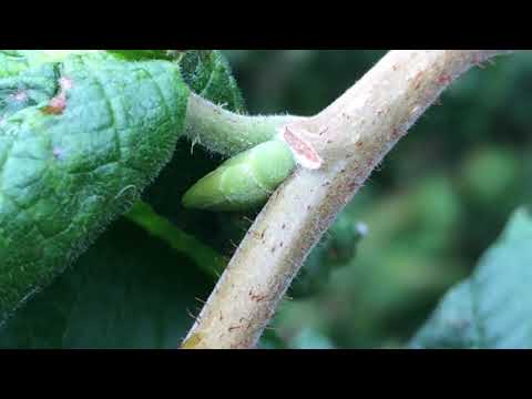 Corkscrew Hazel (Corylus avellana 'Contorta') - buds close up -September 2017