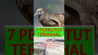 Download lagu 7 Jenis Perkutut Katuranggan Termahal #shorts #perkutut #katuranggan #hargaperkutut #disentraburung mp3