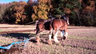 preview picture of video 'Balmalcolm Clydesdale Horses Ploughing Kingskettle Fife Scotland'