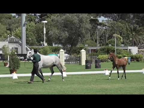 Pandora das Faias no FICPSL 2019