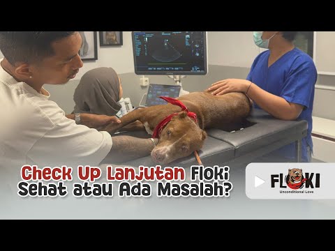 FLOKI COMES AGAIN TO THE JAKARTA ANIMAL CLINIC… THERE IS IMPORTANT NEWS ‼️