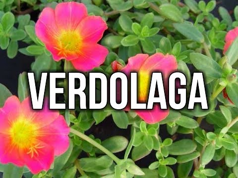 Verdolaga Super Food (common purslane) Pursley - Portulaca oleracea