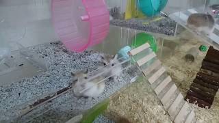 Download lagu My roborovski hamster and their cage... mp3