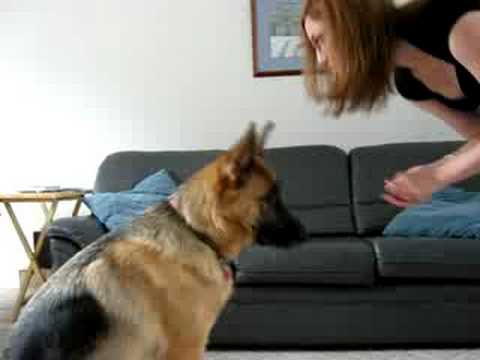 Най-добрите кучешки трикове