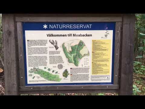 MOABACKEN - Sörby - RONNEBY - 190715 (Bredåkra) - iPhone SE - GoPro Quik EDIT