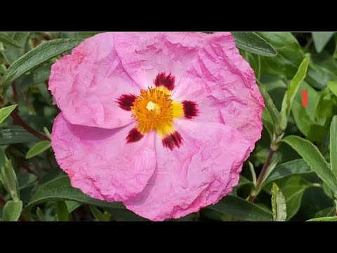 岩蔷薇Orchid Rock Rose