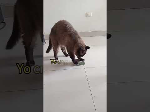 Gatos haciendo ejercicios (Doing things cats)