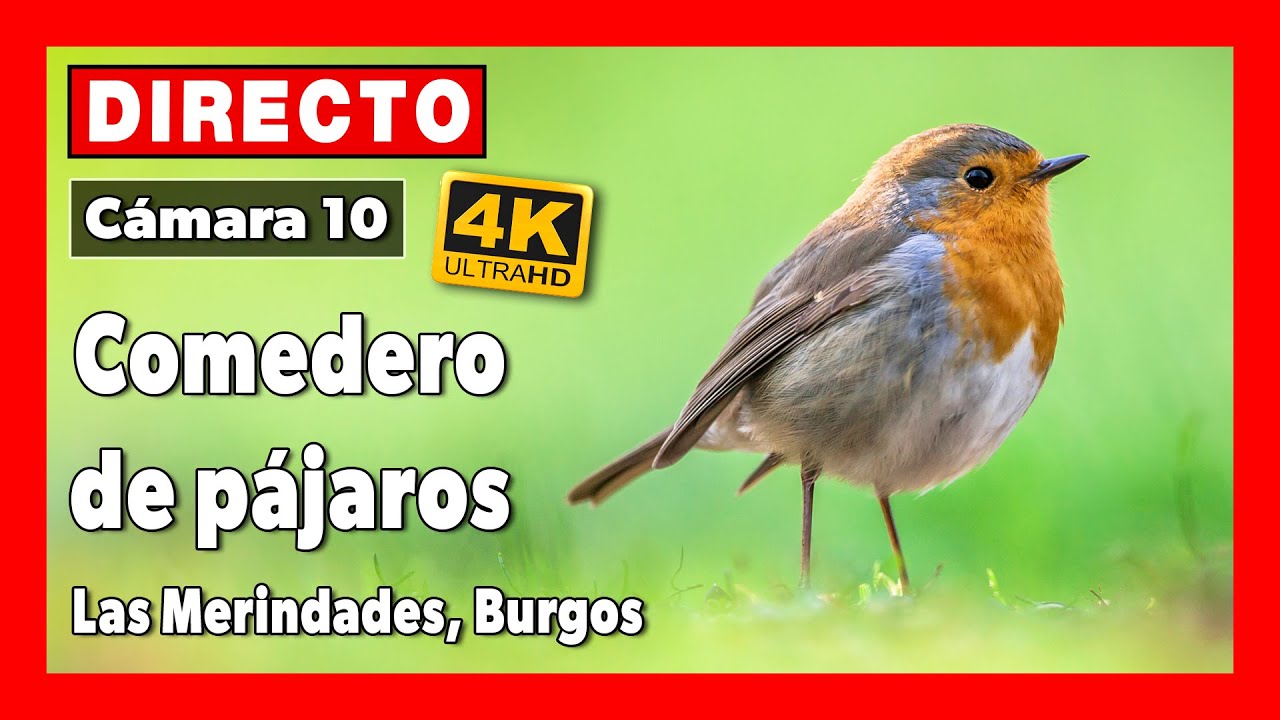 Live webcam view of Las Merindades Wildlife Feeder Cam