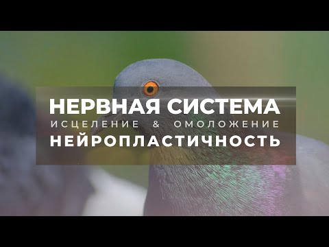 Исцеление нервной системы. Нейропластичнсть. Скрытые аффирмации. Саблиминал.