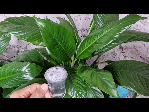 THE PEACE FLOWER HAS BEEN CRAZY😉 THE MIRACLE THAT MAKES FLOWERS EXCITEMENT, GIVE A GLASS AND YOUR