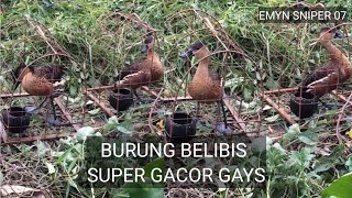 Download lagu PIKAT BELIBIS SUPER GACOR NGEKEK KAYAK LOVEBIRD COCOK BUAT PIKAT /MASTERAN mp3