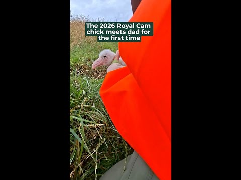 2026 Royal Cam Chick Hatches | Royal Albatross Colony, Pukekura Taiaroa Head, New Zealand