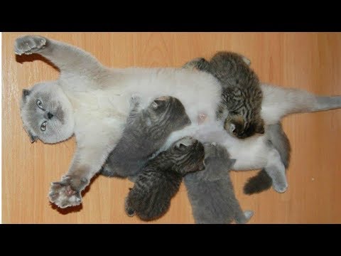 Cat Moms Nursing Their Cute Baby Kittens Videos Compilation 2018