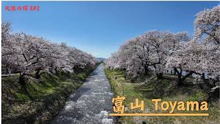 日本北陸賞櫻 EP02 - 春之四重奏/富山市賞櫻秘境/富山JAL City Hotel Toyama/ 黑部宇奈月溫泉衫乃井/新湊螃蟹小屋/富山環水公園星巴克