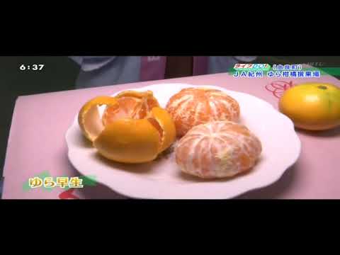 20171017JA紀州由良早生みかん